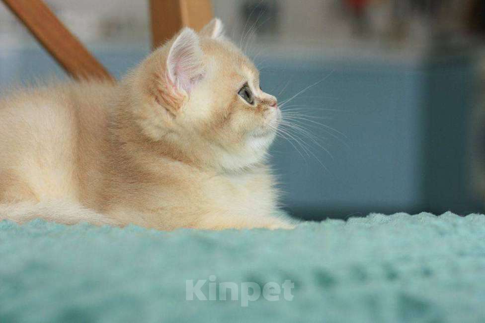 Кошки в Москве: Британский мальчик Ксеон Мальчик, 120 000 руб. - фото 2