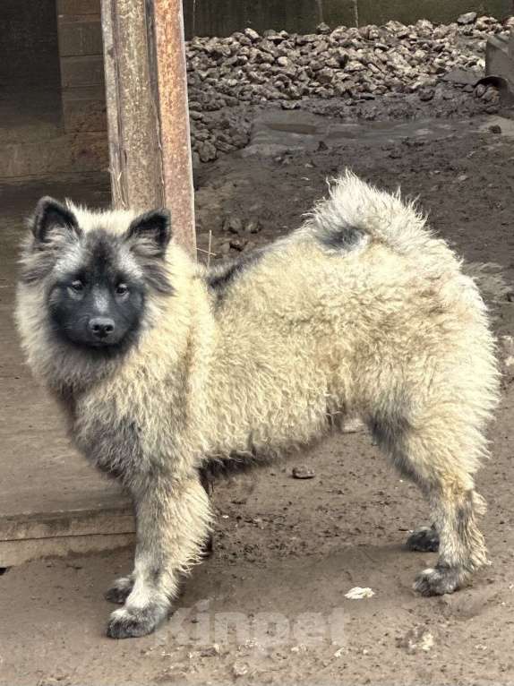 Собаки в Москве: Тайга Из Воронцовского Дворца  Девочка, 80 000 руб. - фото 5