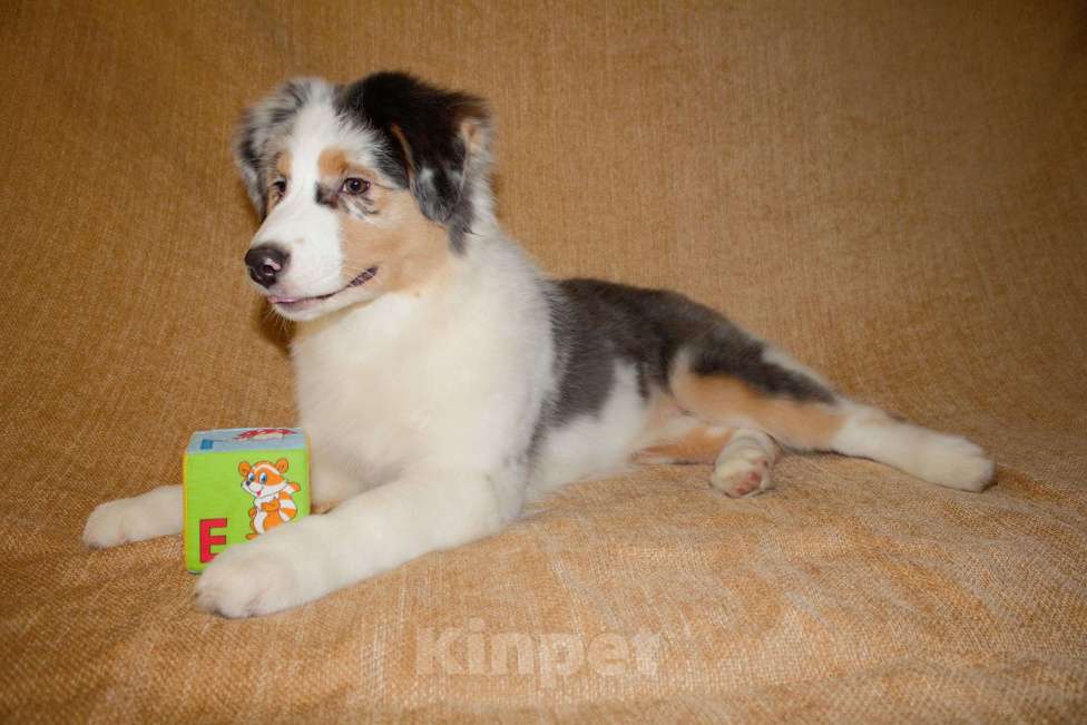 Собаки в других городах Московской области: Австралийская овчарка (аусси) Девочка, 50 000 руб. - фото 6