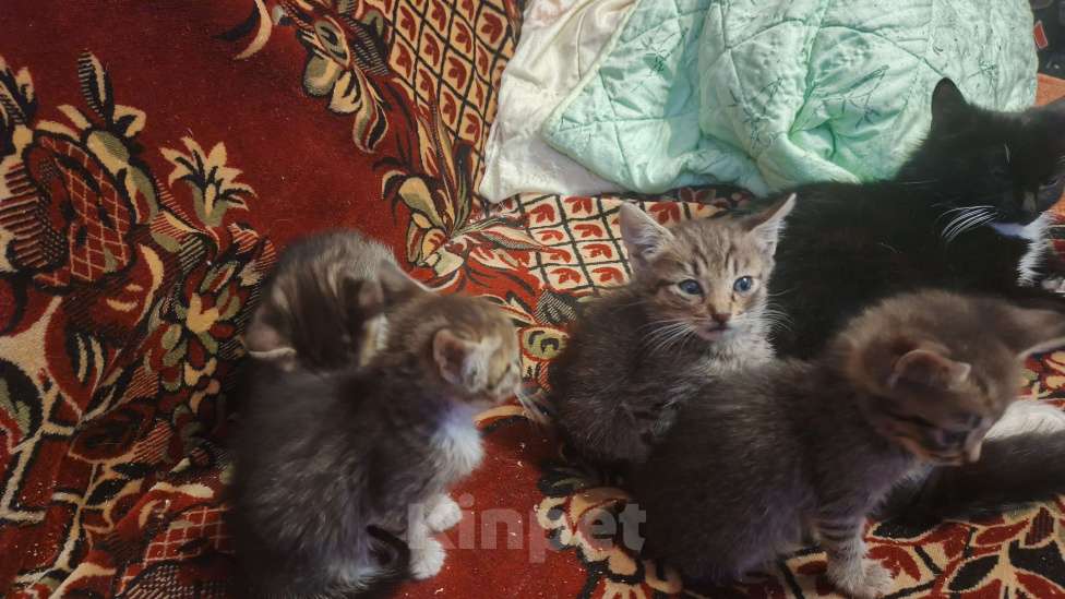 Кошки в Санкт-Петербурге: Кошка Даша и ее котята Мальчик, Бесплатно - фото 5