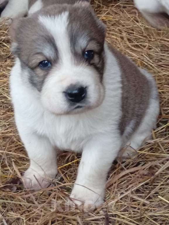 Собаки в Печоре: Щенок САО Мальчик, 50 000 руб. - фото 1