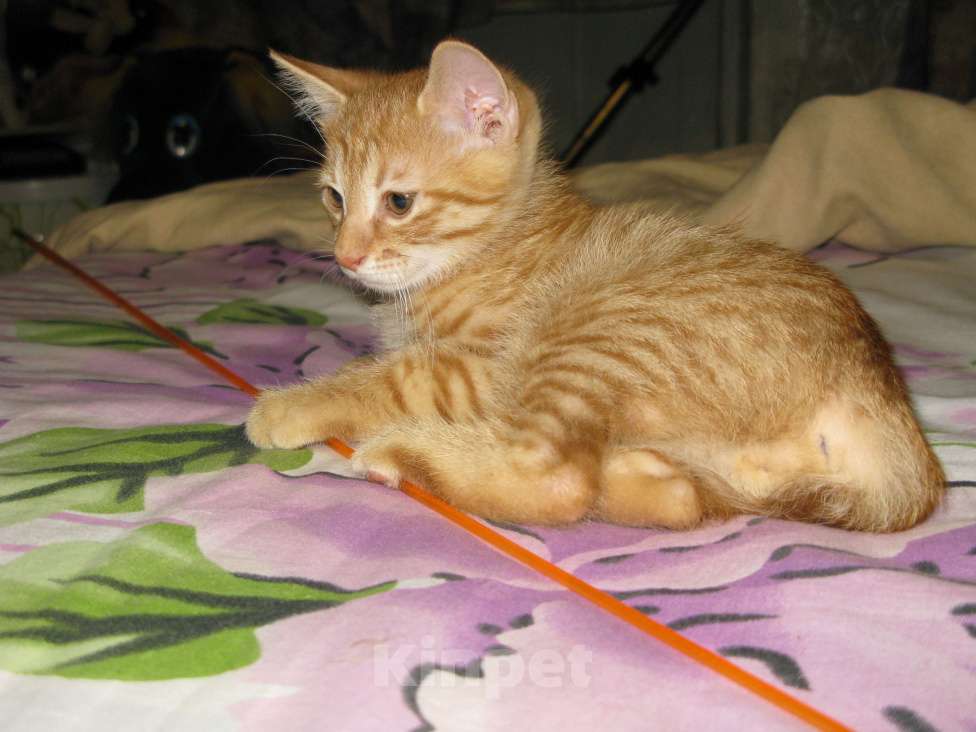 Кошки в Заречном: Котята курильского бобтейла Разнополые, Бесплатно - фото 1