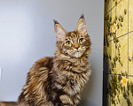 Кошки в Москве: Котёнок Мейн-кун Девочка Девочка, 39 000 руб. - фото 9