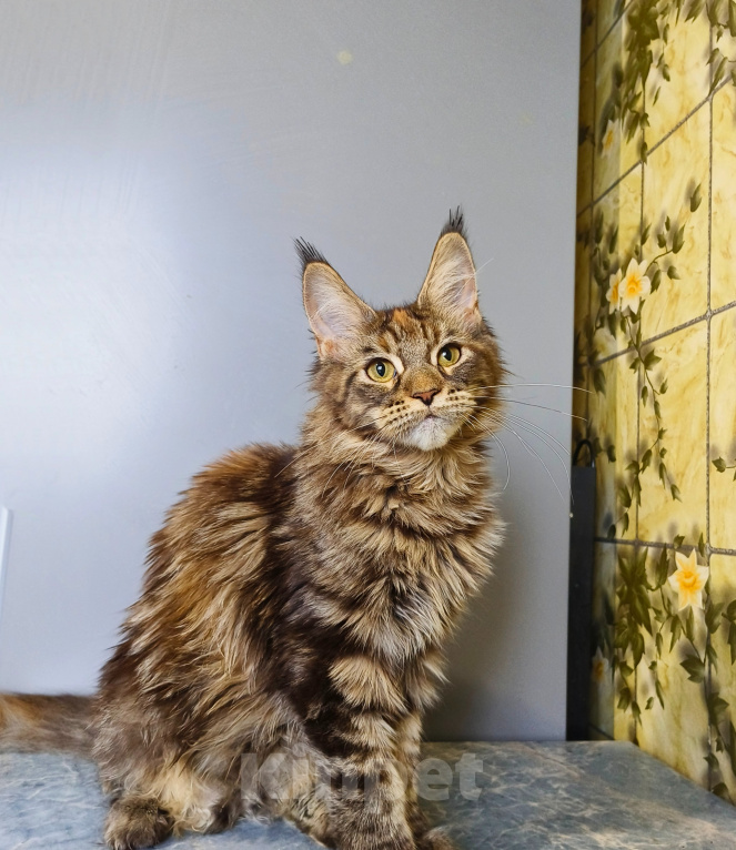 Кошки в Москве: Котёнок Мейн-кун Девочка Девочка, 39 000 руб. - фото 9