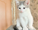 Кошки в Королеве: Котенок мальчик 2 месяца Мальчик, Бесплатно - фото 5