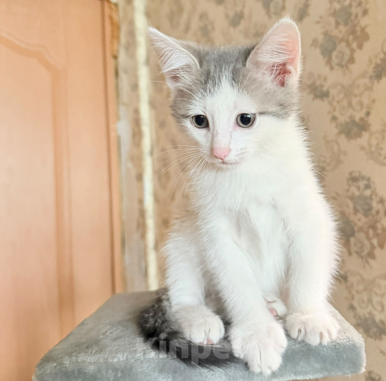 Кошки в Королеве: Котенок мальчик 2 месяца Мальчик, Бесплатно - фото 5