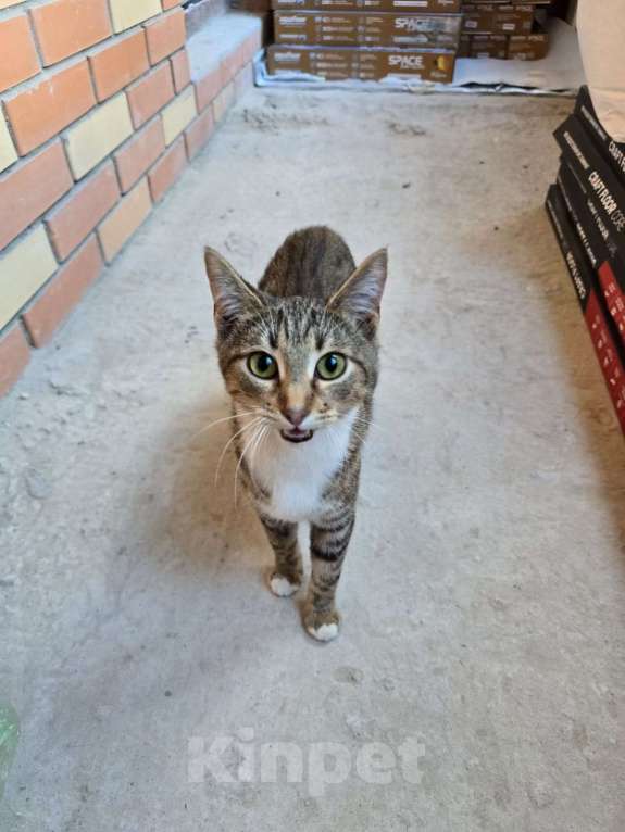 Кошки в Москве: Кнопочка ищет дом! Девочка, Бесплатно - фото 7