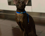 Кошки в Санкт-Петербурге: Ориентальный кот Вязка Мальчик, 7 500 руб. - фото 7