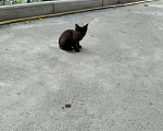 Кошки в Кудымкаре: Котята, Бесплатно - фото 1