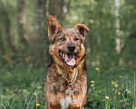 Собаки в Москве: Кроткий Шон из приюта ищет дом Мальчик, Бесплатно - фото 2