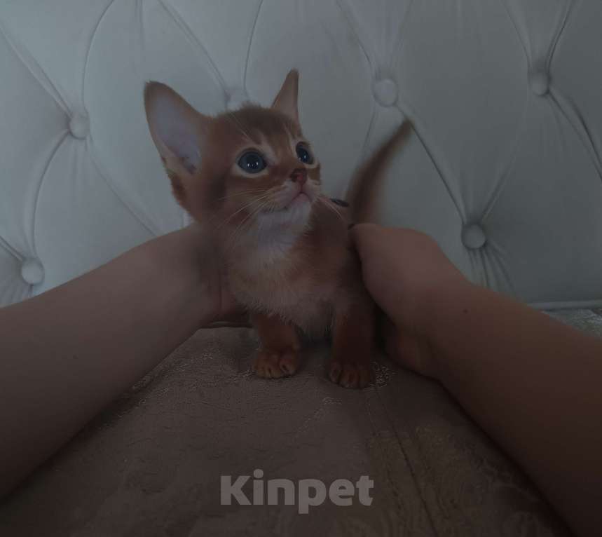 Кошки в Ростове-на-Дону: Абиссинский котёнок мальчик, окрас соррель Мальчик, 17 000 руб. - фото 3