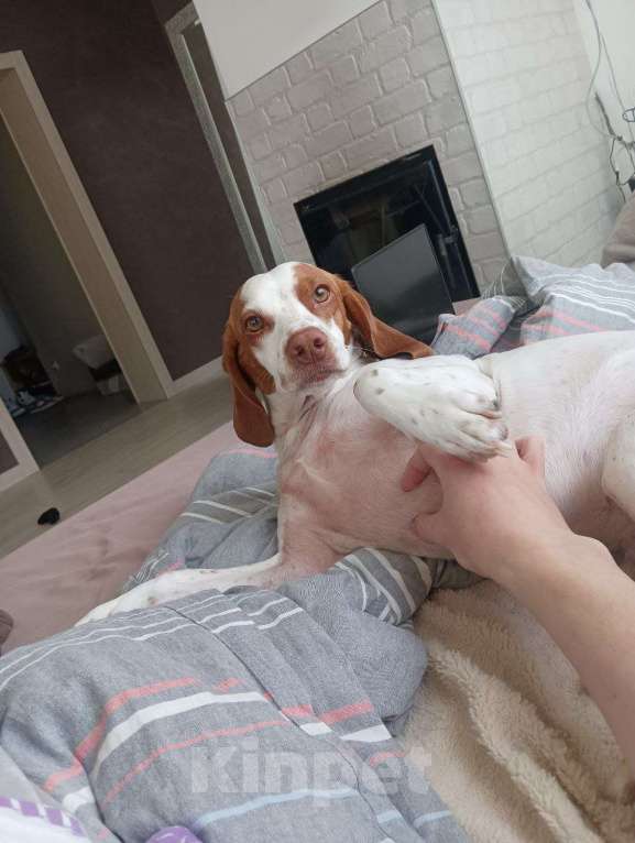 Собаки в других городах Калининградской области: ПРОПАЛА СОБАКА  Девочка, 30 000 руб. - фото 2