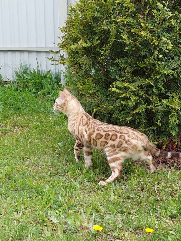 Кошки в Москве: Бенгальский кот Мальчик, Бесплатно - фото 1