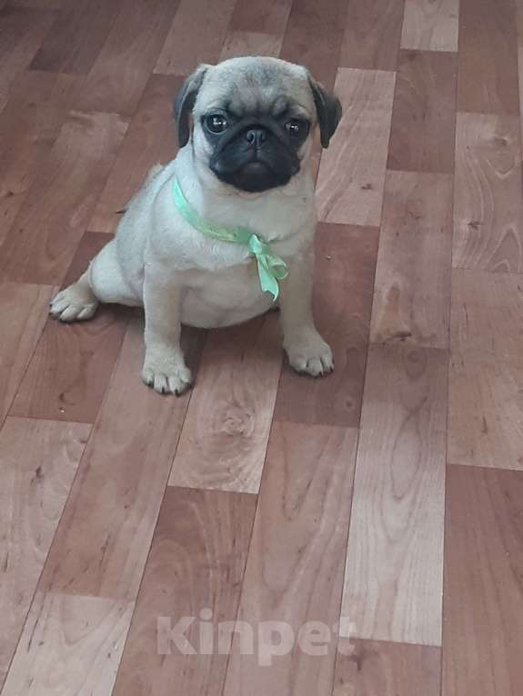 Собаки в Новосибирске: Мопса щенок девочка Девочка, 40 000 руб. - фото 1