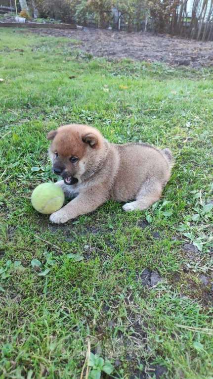 Собаки в Краснодаре: Сиба ину/Шиба ину щенок Мальчик, Бесплатно - фото 10