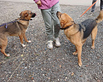 Собаки в других городах Московской области: Собака из приюта Мальчик, Бесплатно - фото 2