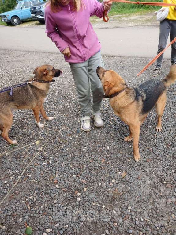 Собаки в других городах Московской области: Собака из приюта Мальчик, Бесплатно - фото 2