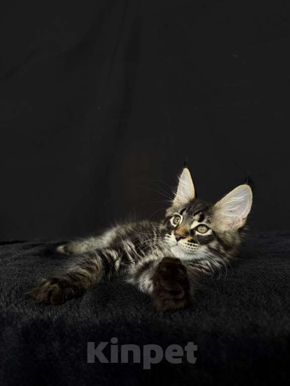 Кошки в Москве: Мейн-кун котенок Мальчик, 45 000 руб. - фото 1