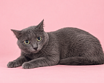Кошки в Люберцах: Соня — нежная кошечка, которая мечтает о своём доме Девочка, Бесплатно - фото 2