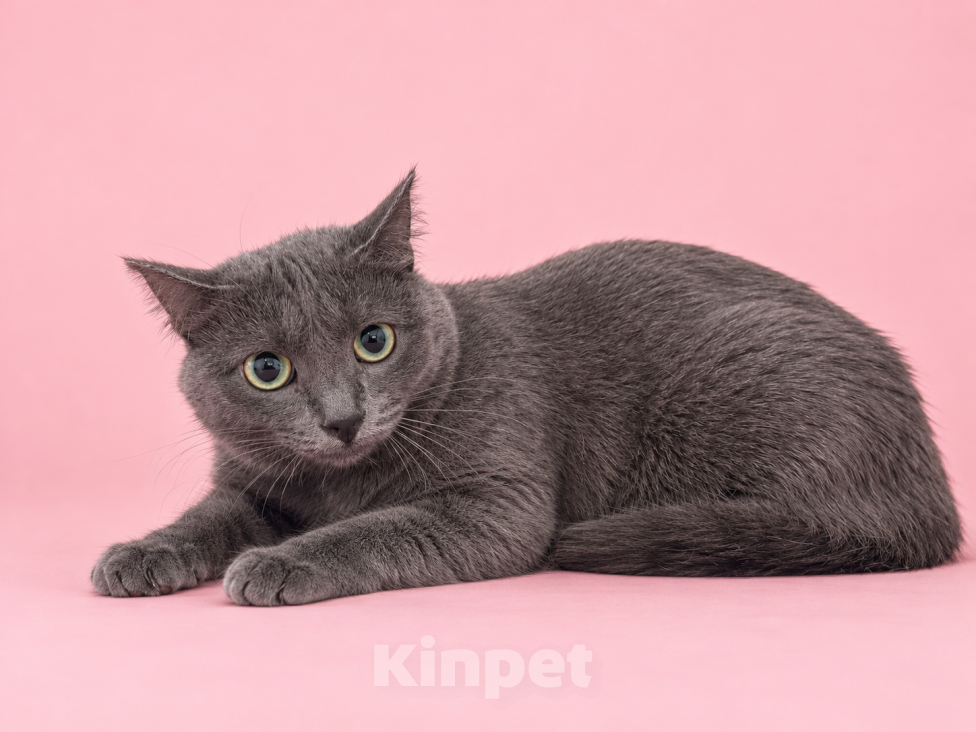 Кошки в Люберцах: Соня — нежная кошечка, которая мечтает о своём доме Девочка, Бесплатно - фото 2
