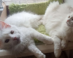 Кошки в Симферополе: Котята Мейн Кун  Девочка, 15 000 руб. - фото 7