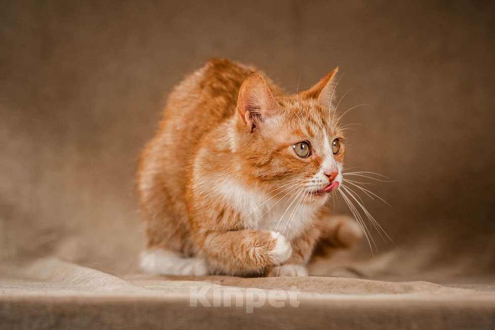 Кошки в Клине: Базилио — ласковый и скромный котик Мальчик, Бесплатно - фото 2