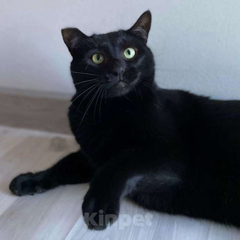 Кошки в Москве: Томми никто не забирает.. Почему же он никому не нравится? Мальчик, Бесплатно - фото 3