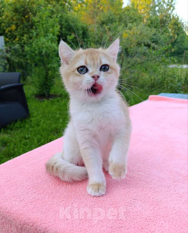 Кошки в Санкт-Петербурге: Золотой британский котик Мальчик, 24 999 руб. - фото 1