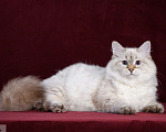 Кошки в Москве: Сибирская (невская маскарадная) кошка Девочка, 15 000 руб. - фото 1