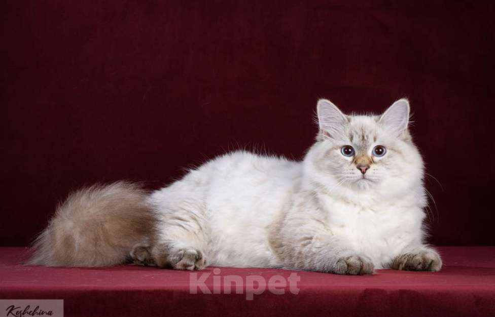 Кошки в Москве: Сибирская (невская маскарадная) кошка Девочка, 15 000 руб. - фото 1