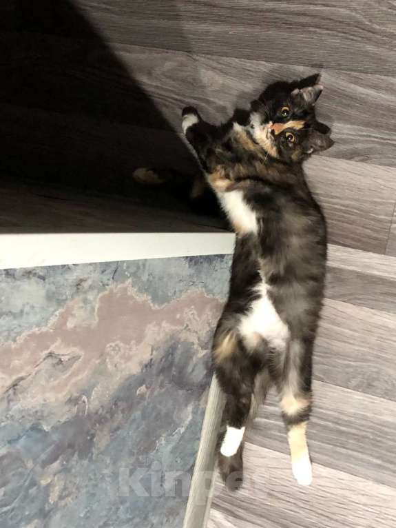 Кошки в Иркутске: Продается замечательная кошечка Девочка, 1 500 руб. - фото 5