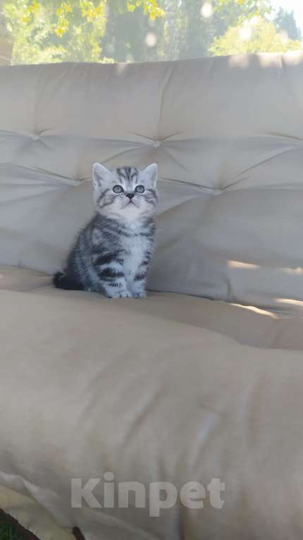 Кошки в Ярославле: Британские котята серебро Девочка, 25 000 руб. - фото 1