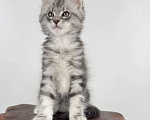 Кошки в Тюмени: Котята мейн-кун Мальчик, 60 000 руб. - фото 4