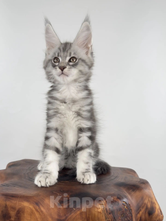 Кошки в Тюмени: Котята мейн-кун Мальчик, 60 000 руб. - фото 4