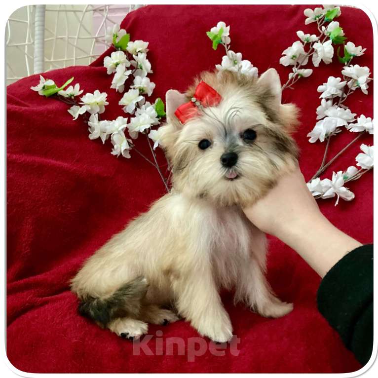 Собаки в Москве: Мини йорк золотая девочка бэби фейс Девочка, 80 000 руб. - фото 2