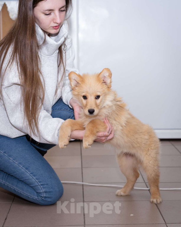 Собаки в Москве: Щенок-девочка в добрые руки! Девочка, Бесплатно - фото 2