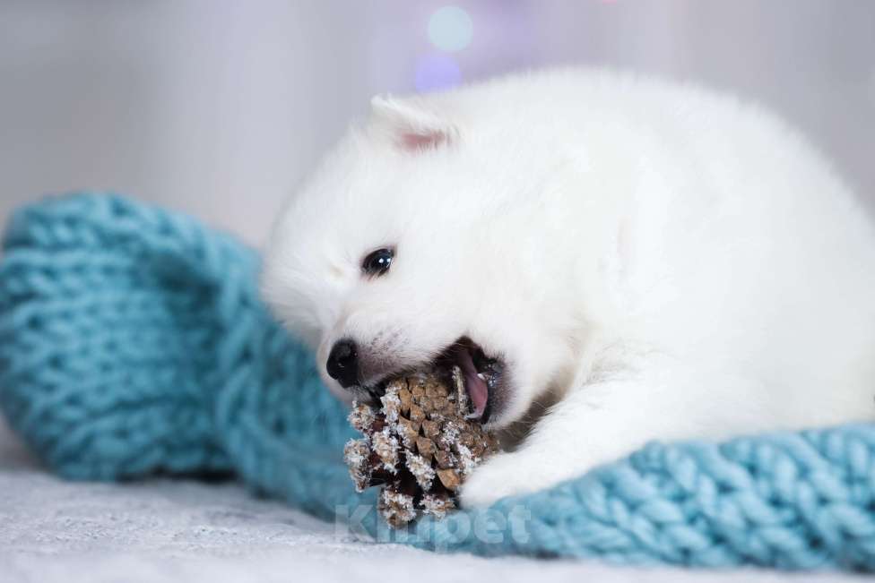 Собаки в Москве: Японский шпиц щенки РКФ  Девочка, 50 000 руб. - фото 6