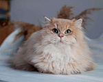 Кошки в Владивостоке: Британский длинношерстный котенок драгоценного окраса Мальчик, 100 000 руб. - фото 1