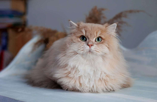 Объявление: Британский длинношерстный котенок драгоценного окраса, 100 000 руб., Владивосток