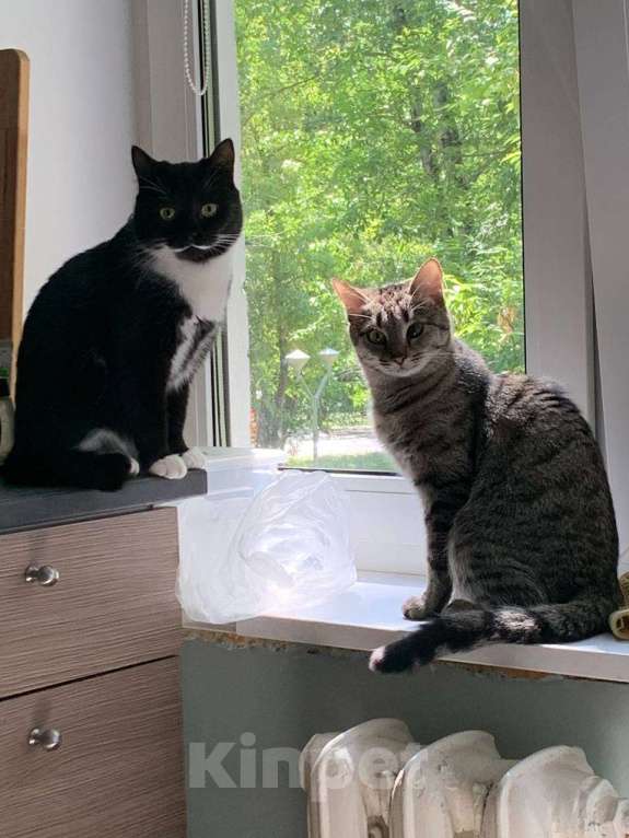 Кошки в Москве: Отдам Малышку в добрые руки Девочка, Бесплатно - фото 4