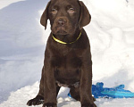 Собаки в Химках: Щенки лабрадора шоколадного окраса Мальчик, 70 000 руб. - фото 7