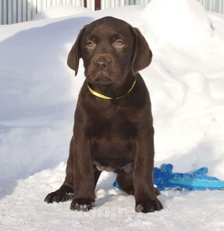 Собаки в Химках: Щенки лабрадора шоколадного окраса Мальчик, 70 000 руб. - фото 7