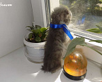 Кошки в Москве: Шотландский вислоухий короткошёрстный котёнок Девочка, 15 000 руб. - фото 6