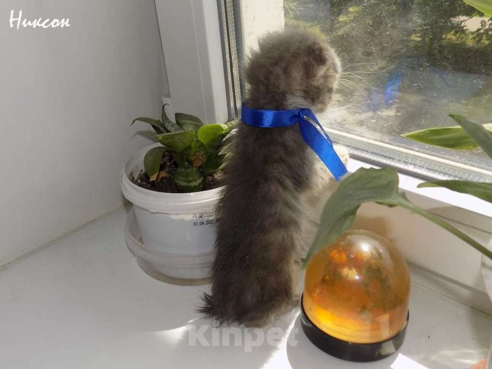 Кошки в Москве: Шотландский вислоухий короткошёрстный котёнок Девочка, 15 000 руб. - фото 6