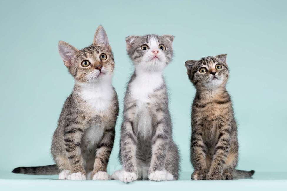 Кошки в Москве: Вислоухие котята в добрые руки Мальчик, 1 руб. - фото 5