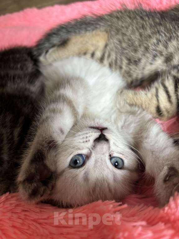 Кошки в Ульяновске: Шотландские вислоухие девочки  Девочка, 4 000 руб. - фото 4