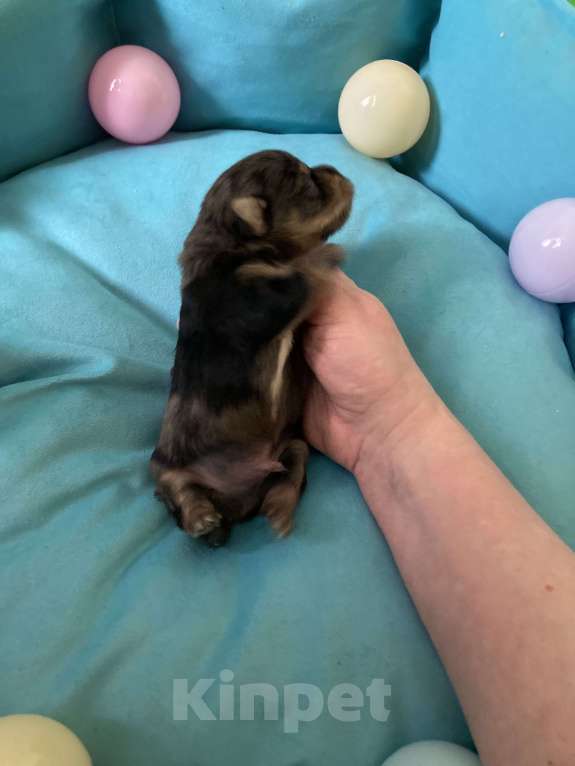 Собаки в Москве: Крупный мальчик йорк чёрный мрамор под резерв Мальчик, Бесплатно - фото 5