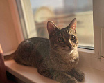 Кошки в Москве: Котёнок Кекс ищет дом  Мальчик, Бесплатно - фото 6