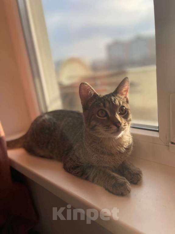 Кошки в Москве: Котёнок Кекс ищет дом  Мальчик, Бесплатно - фото 6