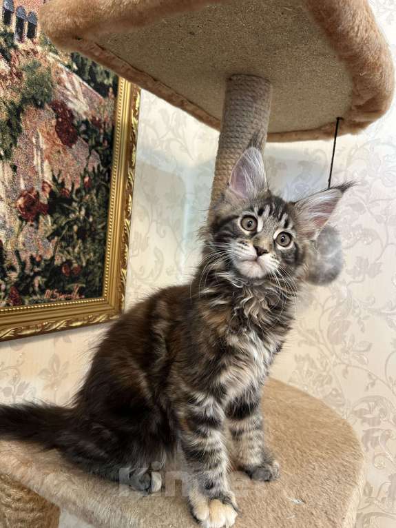 Кошки в Бору: Кисули-Рысюли. Девочка, 17 000 руб. - фото 2